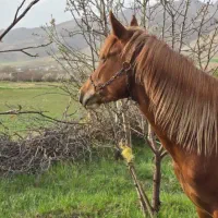مادیان عرب مصری دوسال نیم|اسب و تجهیزات اسب‌سواری|تهران, آرژانتین|دیوار