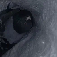 کفتر گم شده|حیوانات|زیرکوه, |دیوار