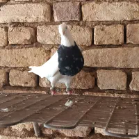 کبوتر طوقی|پرنده|بروجن, |دیوار