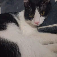 واگذاری گربه|گربه|زنجان, |دیوار