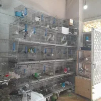 واگذاری پرنده فروشی