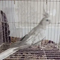 عروس هلندی ماده