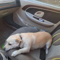 سگ...|سگ|قم, مهدی آباد|دیوار