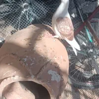 کبوتر|پرنده|نهبندان, |دیوار