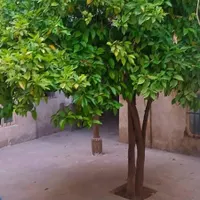 فروش خانه قدیمی و با صفا(مناسب کافه و بومگردی )|فروش خانه و ویلا|شیراز, شاهچراغ|دیوار