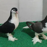 کبوتر لاهور