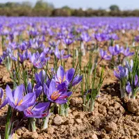 در هر هکتار بیشتر از ۸ کیلو زعفران برداشت کن