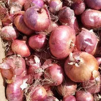 بذر پیاز|گل و گیاه طبیعی|فسا, |دیوار
