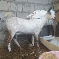 کهره صلاله نقشی اوس 3ماه در خونه ای