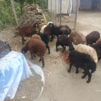 25عدد بره خوب سلامت واسه نگه داشتن