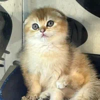 گربه|گربه|تهران, پاسداران|دیوار