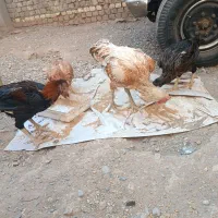 دوتا خروس لاری سه تا مرغ لاری|حیوانات مزرعه|قم, علی آباد سعدگان|دیوار