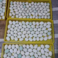 نطفه دار اردک و بوقلمون|حیوانات مزرعه|سنگر, |دیوار