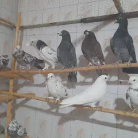 کبوتر یکجایی و تکی