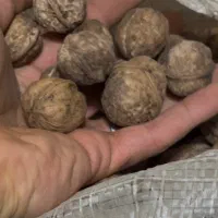 گردوی سایز ریز و سوزنی|حراج|قزوین, |دیوار