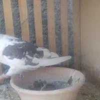 چندجفتکفتردرجهیکمخصوصجوجهگیری|پرنده|فلاورجان, |دیوار