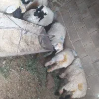 بره سبک