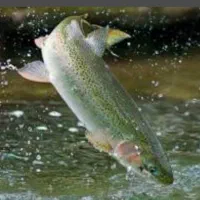 فروش ماهی قزل الا زیر قیمت