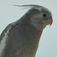 عروس هلندی گمشده