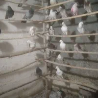 کبوتر همه خال|پرنده|نهاوند, |دیوار