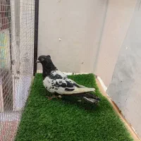 کبوتر کفتر پرشی سرخ سینه سبز|پرنده|شیروان (خراسان), |دیوار