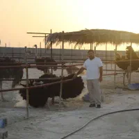 شتر مرغ|حیوانات مزرعه|شیراز, دارالرحمه|دیوار