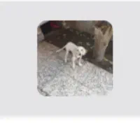 حیوانات سگ شکاری ماده