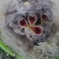 جوجه سهره سرلاکی و سهره قناری سرلاکی