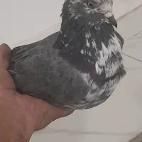 کبوتر