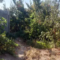 هزار متر زمین باغی در شاهدشهر شهریار|فروش زمین و ملک کلنگی|رباطکریم, منجیل آباد|دیوار