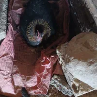 ۲تا مرغ کرپ