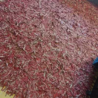 فرش چرم نواری دو عدد یکی 2*3 و دیگری1/5*2|فرش|مشهد, رضاشهر|دیوار