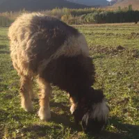 بره ماده میش