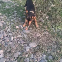 دوبرمن ایرانی