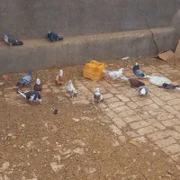 کبوتر|پرنده|جعفرآباد, |دیوار