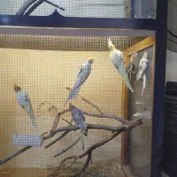 یک جفت ملنگو و هفت عدد عروس هلندی