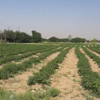 اجاره زمین کشاورزی