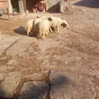 بره پروار|حیوانات مزرعه|کارزان, |دیوار