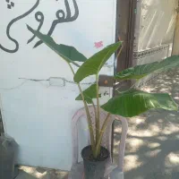 گلفروشی خانگی.|گل و گیاه طبیعی|نیشابور, ابراهیم ادهم|دیوار