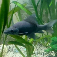 ماهی شارک مشکی