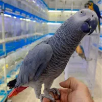 دنیای پرندگان|پرنده|شیراز, لب آب|دیوار