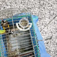 سهره یک ماه قفس نرو یک سهره قناری نر