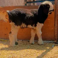بره نر بزرگ چاق درجه یک