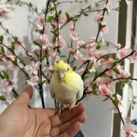 فروش یک جفت مولد لوتینو و یک جوجه کاملا دستی|پرنده|صدرا-فارس, فاز ۱|دیوار