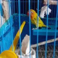 طوطی برزیلی کوتوله