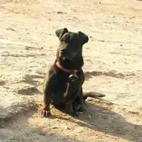 توله پیتبول|سگ|خمینی‌شهر, |دیوار