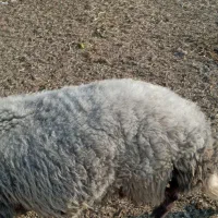 قوچ|حیوانات مزرعه|اصفهان, ستار|دیوار