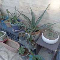 گل طبیعی باگلدان|گل و گیاه طبیعی|کرج, شهرک دریا|دیوار