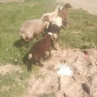 تقلی ومیش جوان تخمی بره درشت