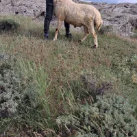 دو عدد بره قوچ